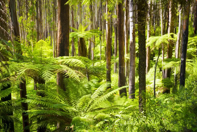 Fern gully in a temperate hill forest