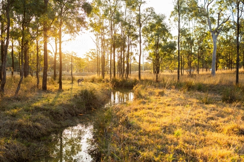 Creek running through bushland in hill country