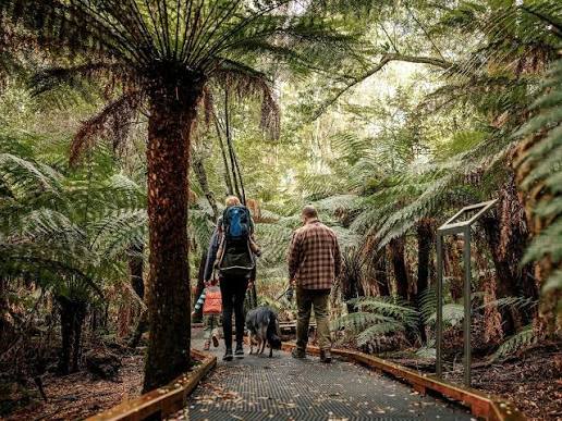 Person walking mindfully along a forest trail